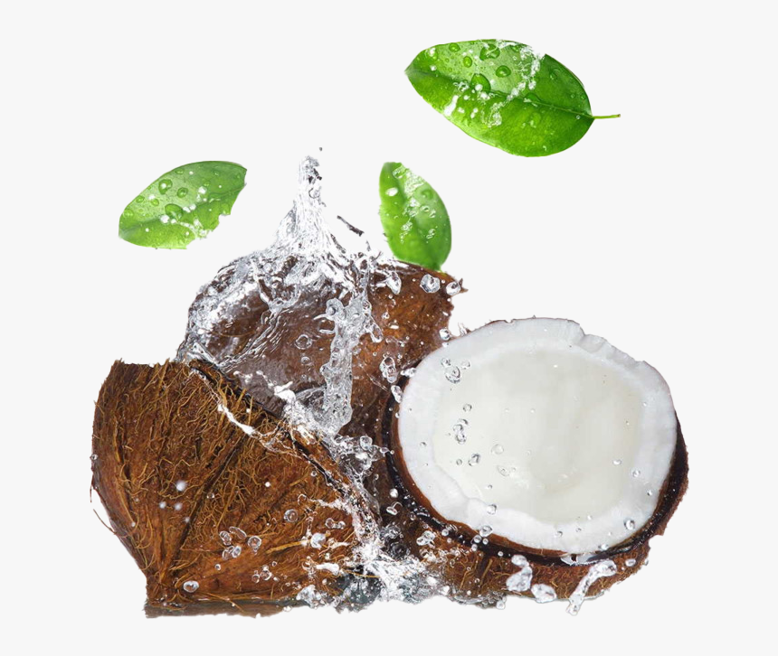 Detail Coconut Transparent Background Nomer 55