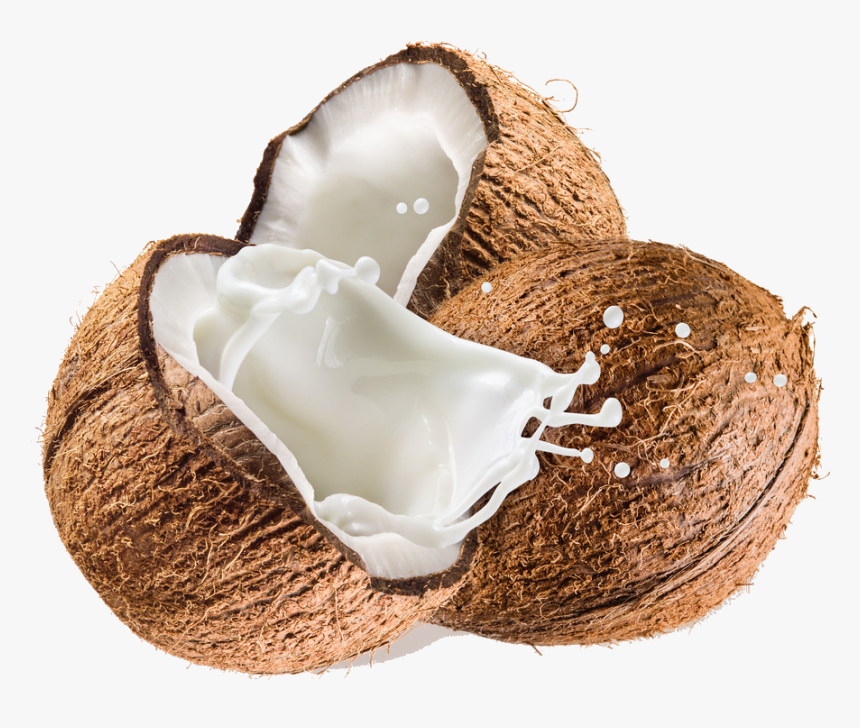 Detail Coconut Transparent Background Nomer 6