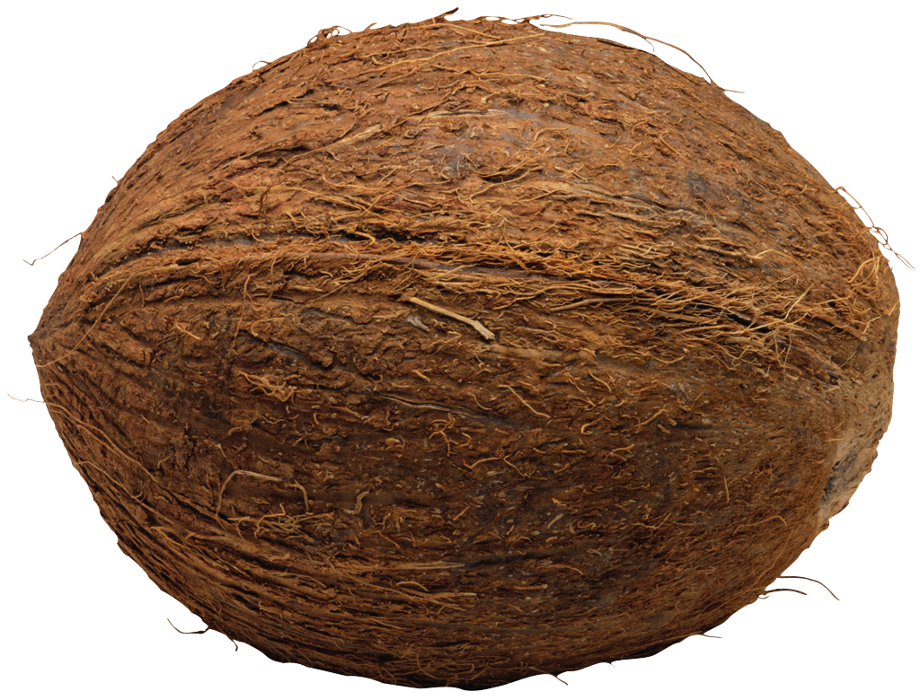 Detail Coconut Transparent Background Nomer 7