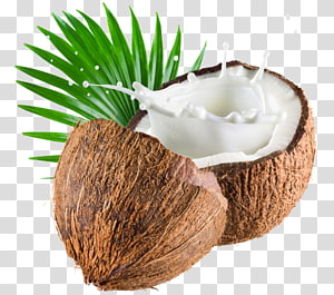Detail Coconut Transparent Background Nomer 8