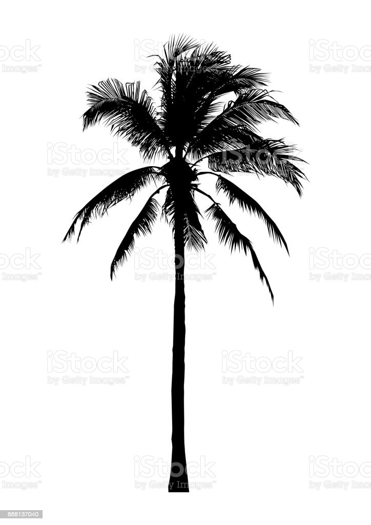 Detail Coconut Tree Vector Free Download Nomer 42