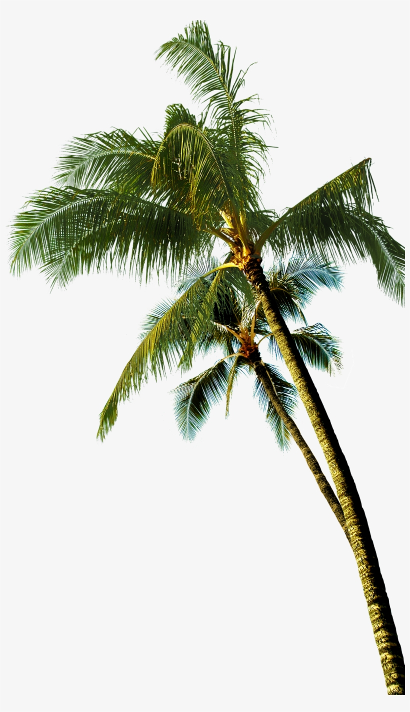 Detail Coconut Trees Png Nomer 12