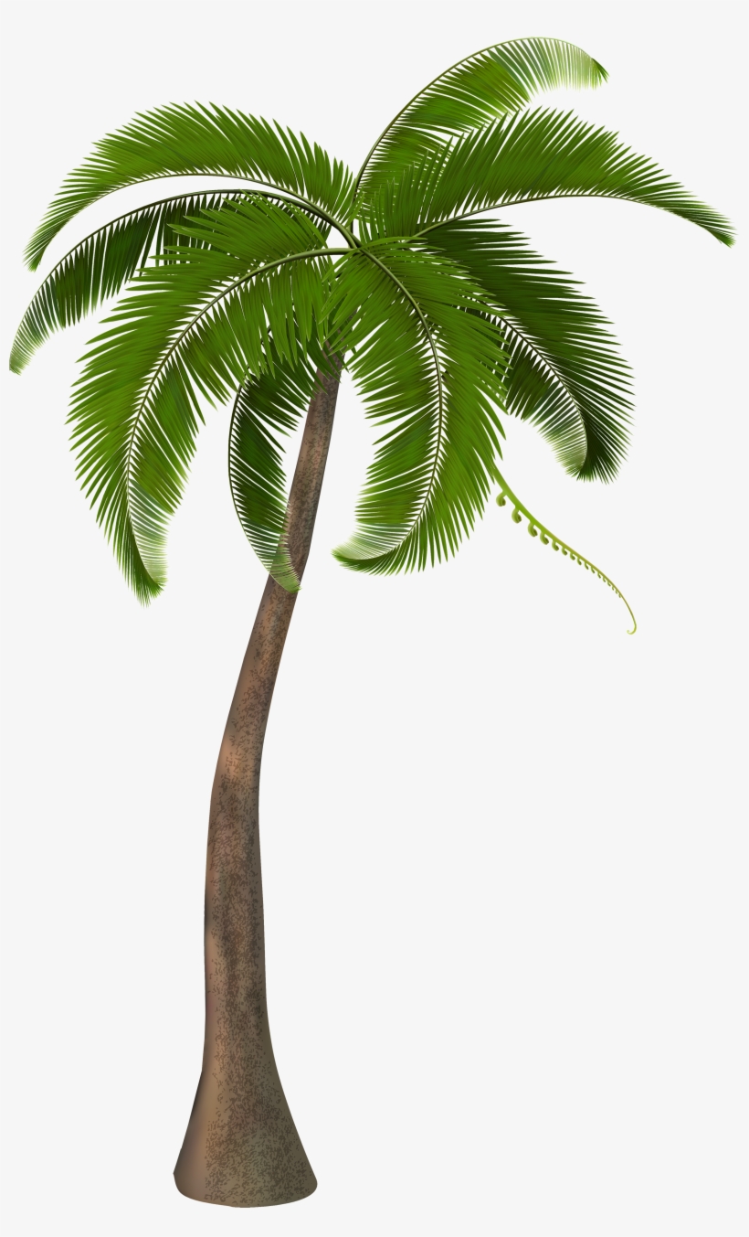 Detail Coconut Trees Png Nomer 18