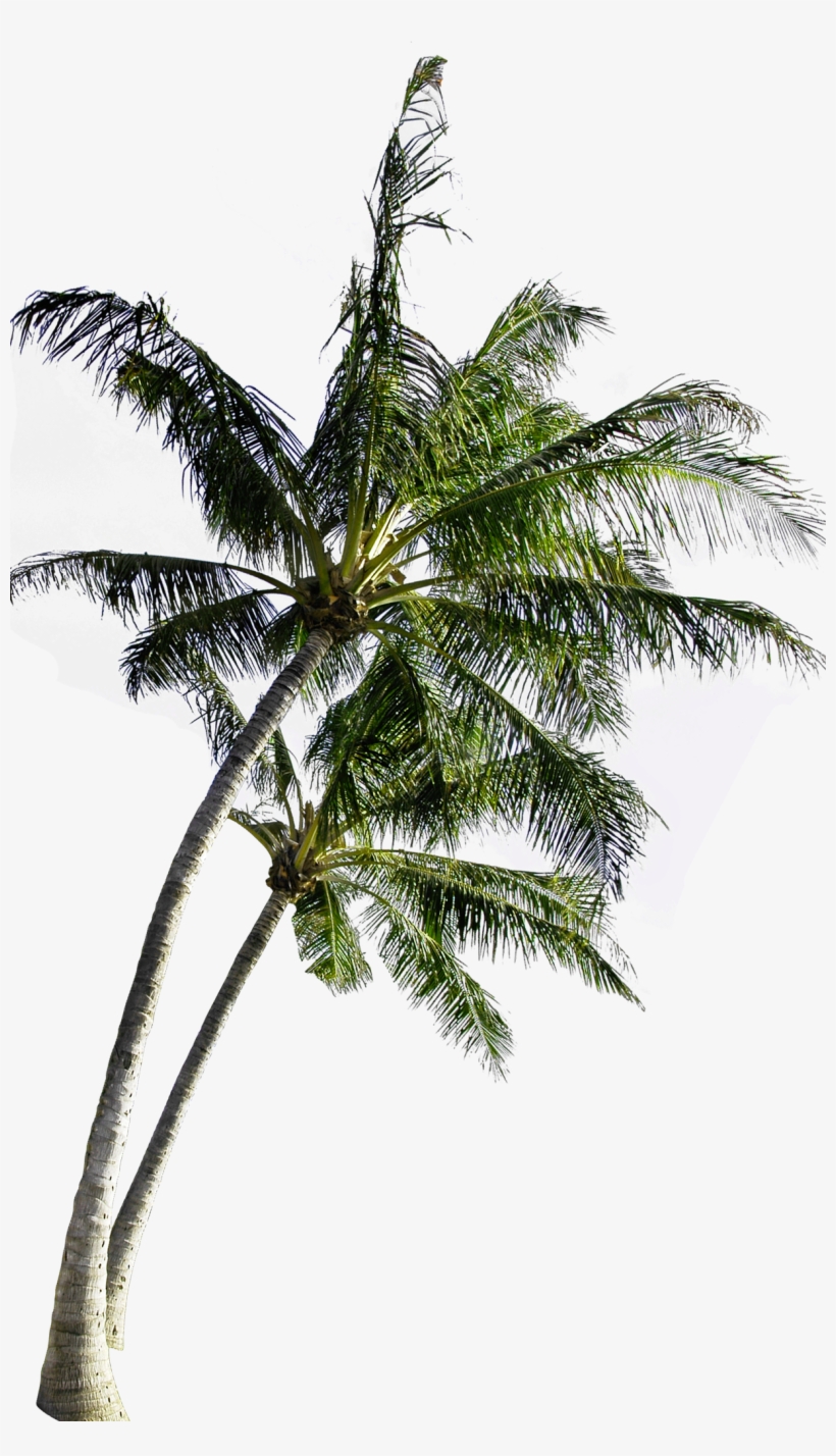 Detail Coconut Trees Png Nomer 21