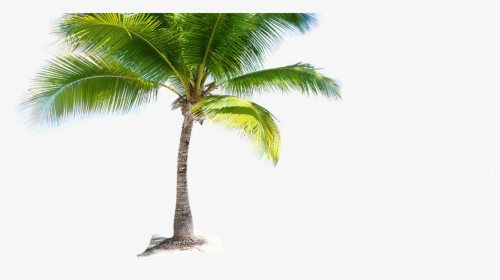 Detail Coconut Trees Png Nomer 30