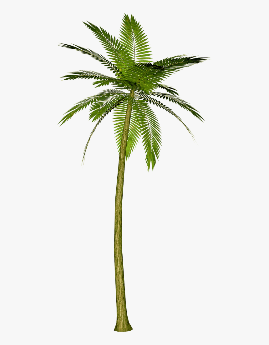 Detail Coconut Trees Png Nomer 31