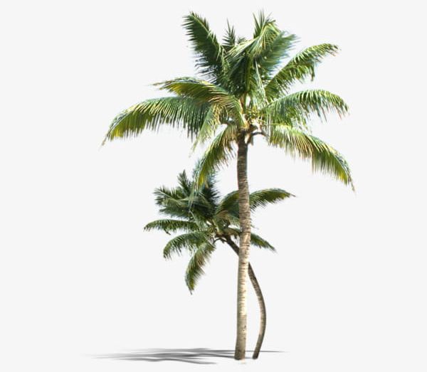 Detail Coconut Trees Png Nomer 32