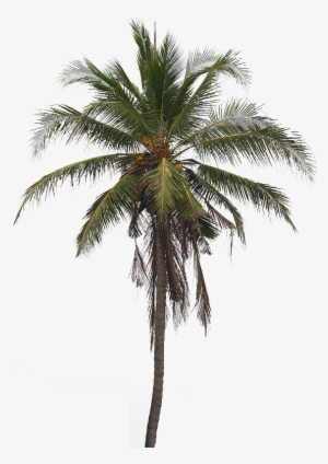 Detail Coconut Trees Png Nomer 33