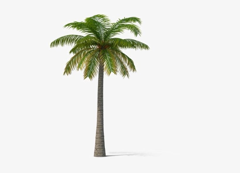 Detail Coconut Trees Png Nomer 57