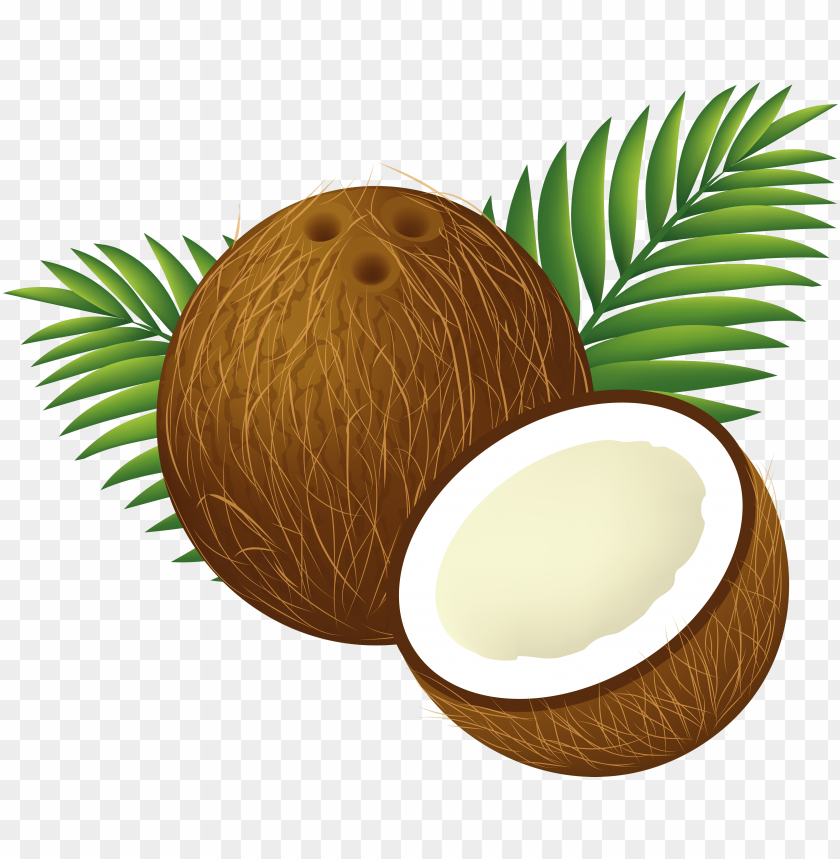 Detail Coconuts Png Nomer 31