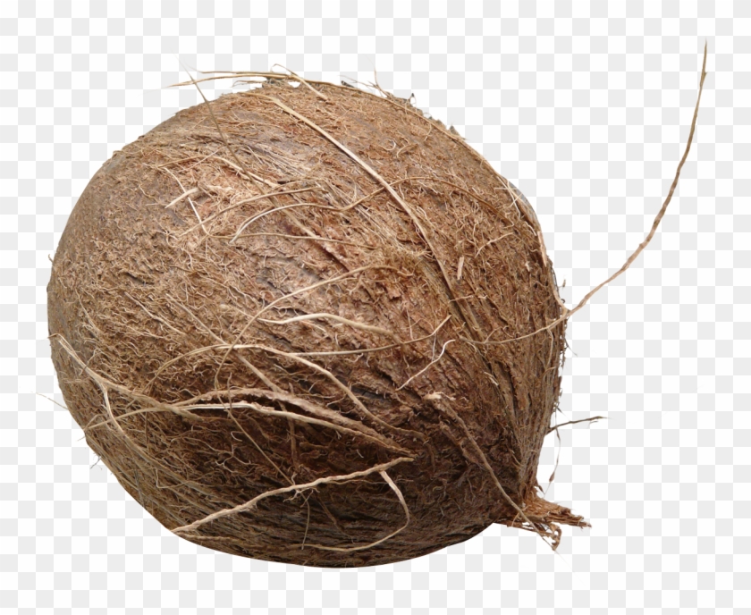 Detail Coconuts Png Nomer 33