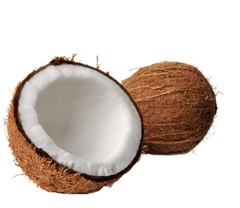 Detail Coconuts Png Nomer 38