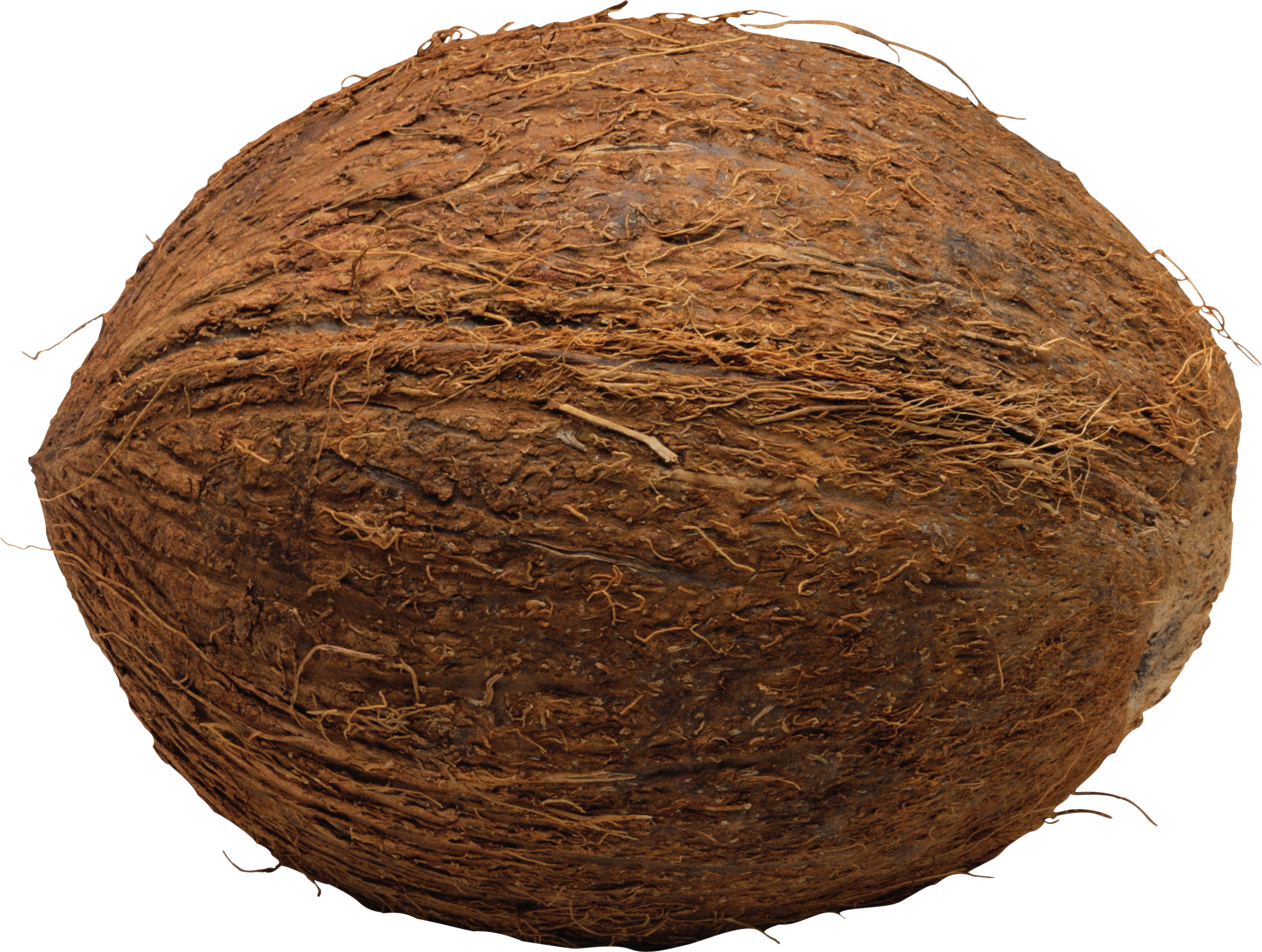 Detail Coconuts Png Nomer 9