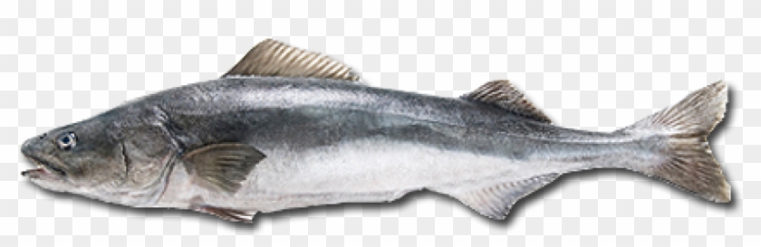 Detail Cod Png Nomer 42
