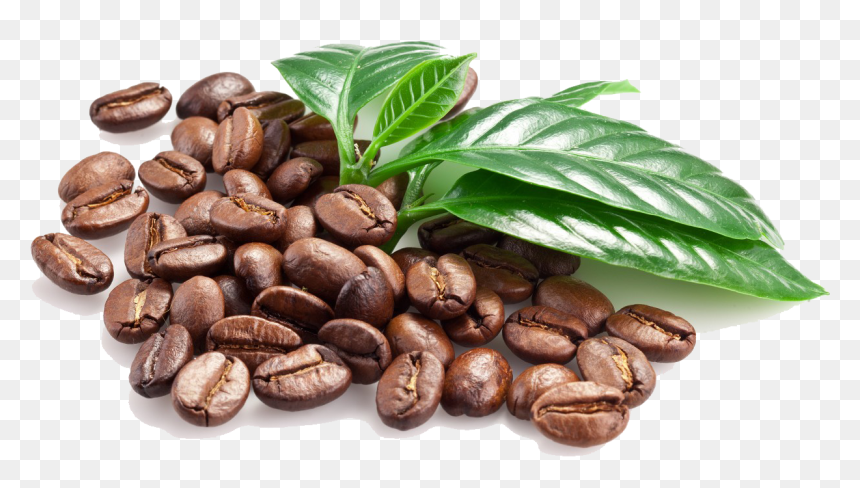 Detail Coffee Bean Hd Nomer 56