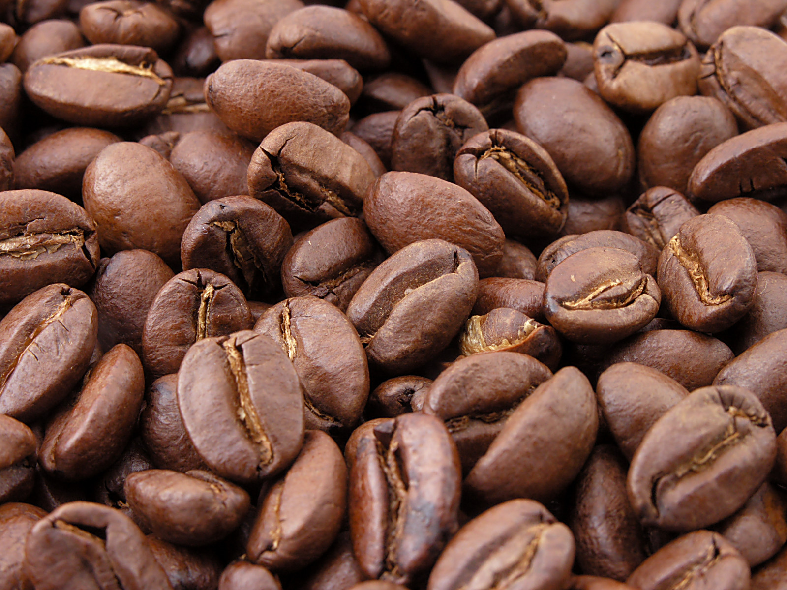 Coffee Bean Picture - KibrisPDR