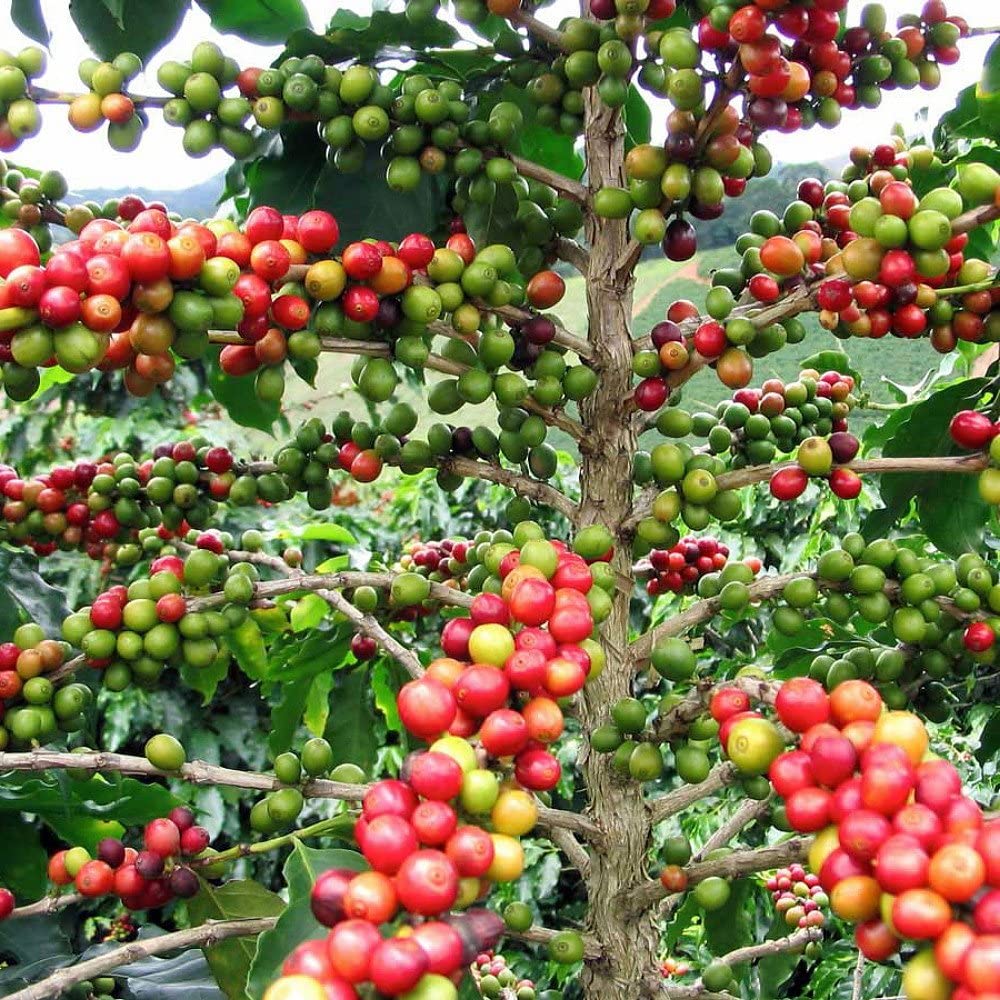 Coffee Bean Tree Images - KibrisPDR