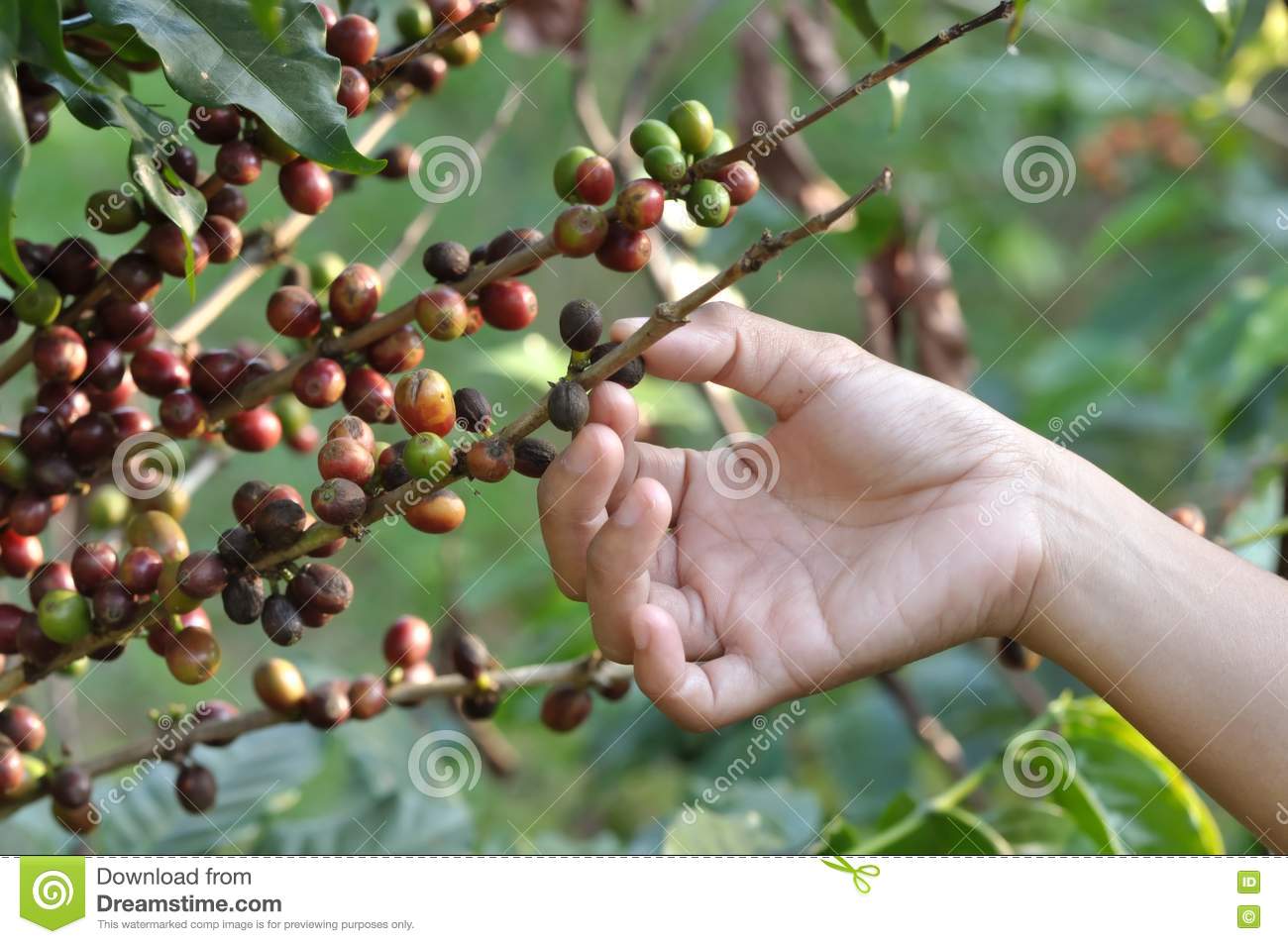 Detail Coffee Bean Tree Images Nomer 12