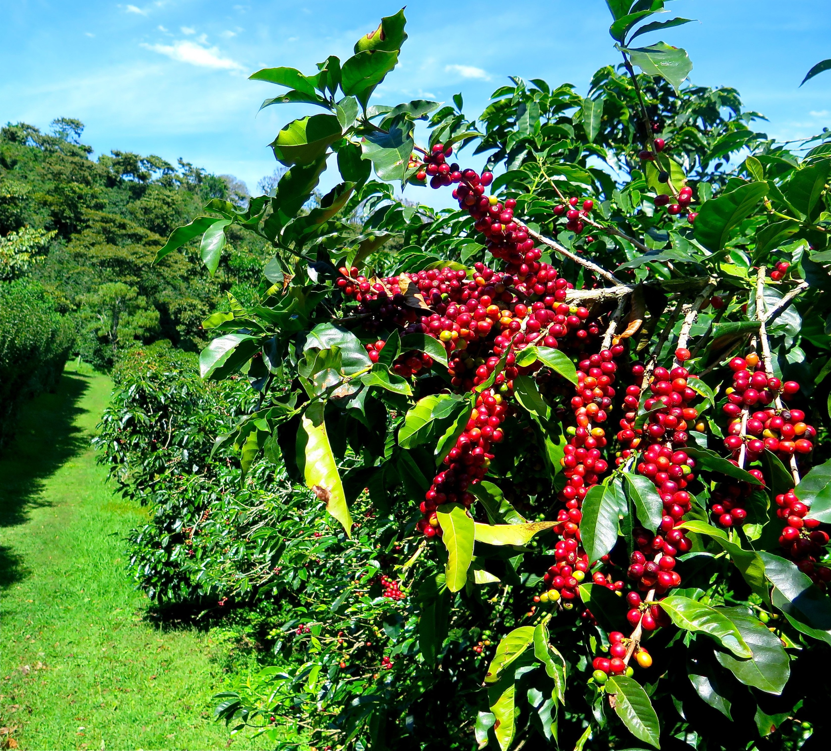 Detail Coffee Bean Tree Images Nomer 13