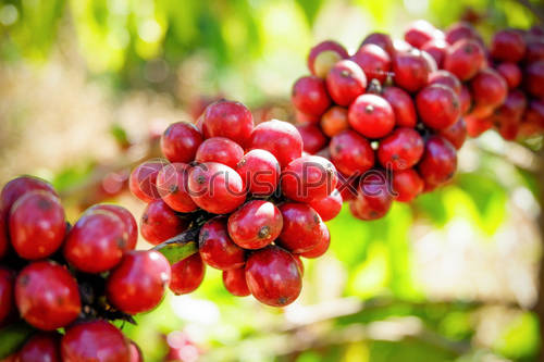 Detail Coffee Bean Tree Images Nomer 15