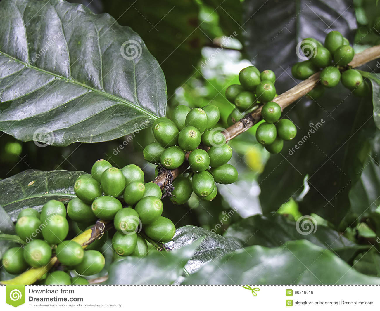 Detail Coffee Bean Tree Images Nomer 25