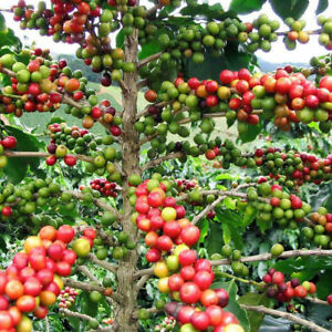 Detail Coffee Bean Tree Images Nomer 27