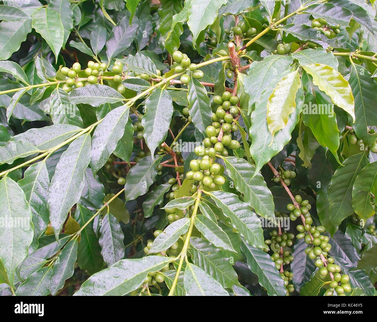 Detail Coffee Bean Tree Images Nomer 28