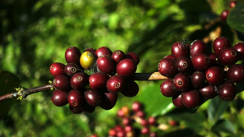 Detail Coffee Bean Tree Images Nomer 34