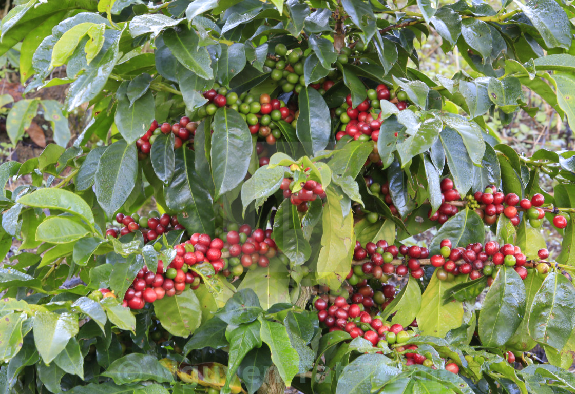 Detail Coffee Bean Tree Images Nomer 38