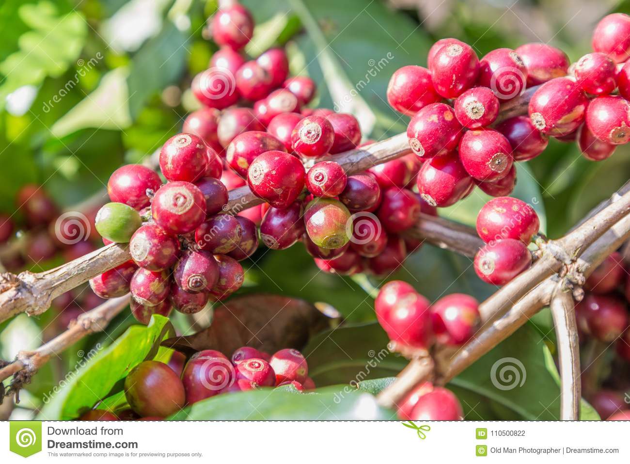 Detail Coffee Bean Tree Images Nomer 44