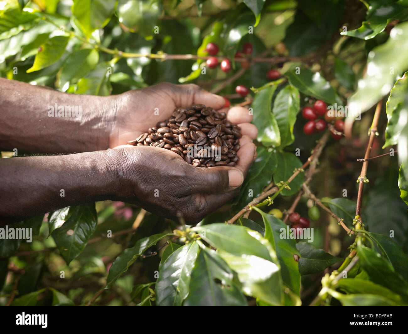 Detail Coffee Bean Tree Images Nomer 5