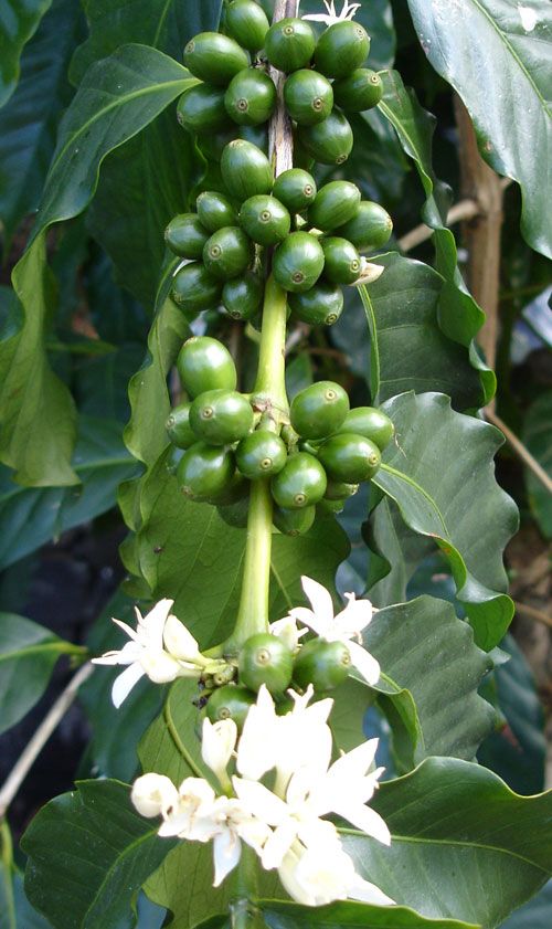 Detail Coffee Bean Tree Images Nomer 50