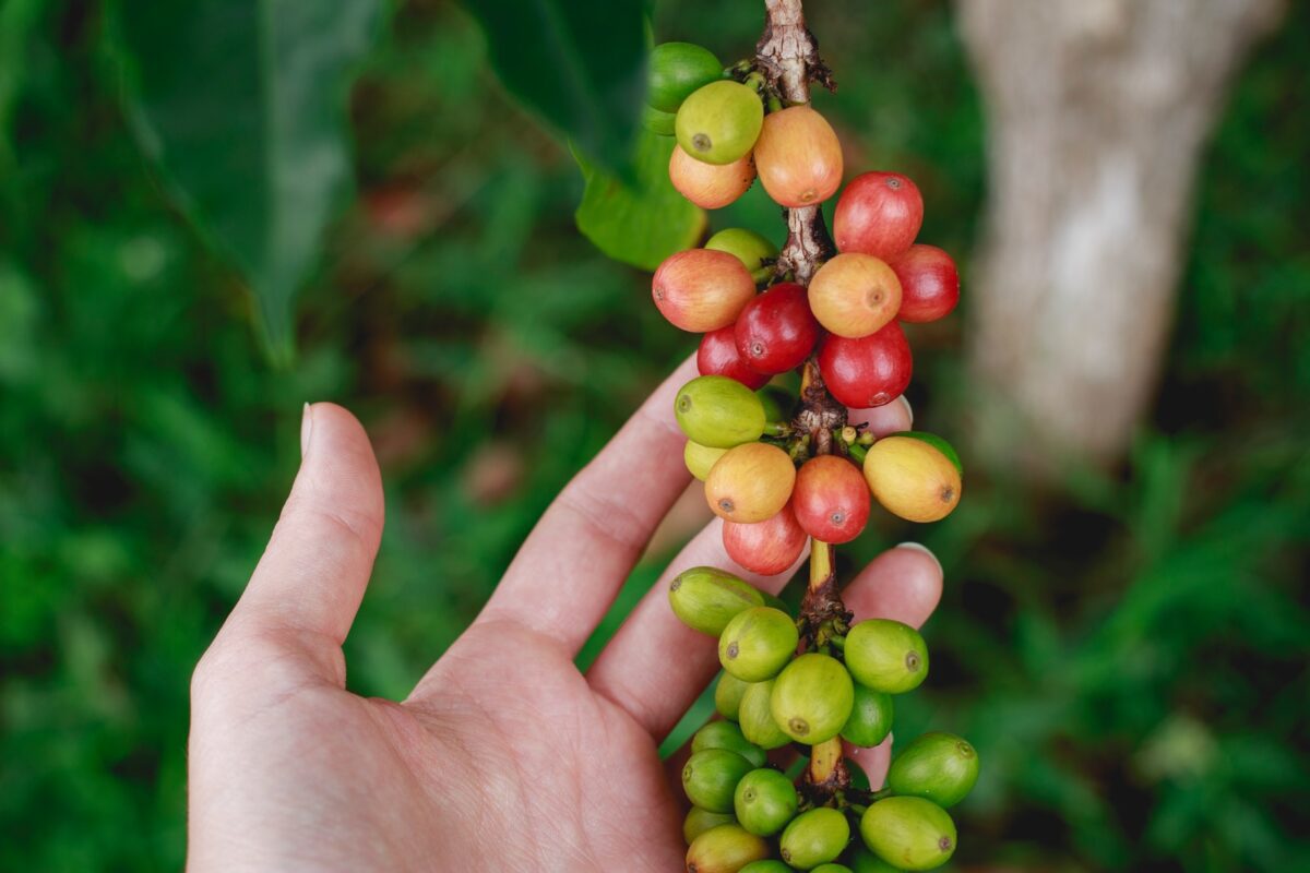 Detail Coffee Bean Tree Images Nomer 55