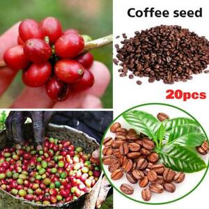 Detail Coffee Bean Tree Images Nomer 7