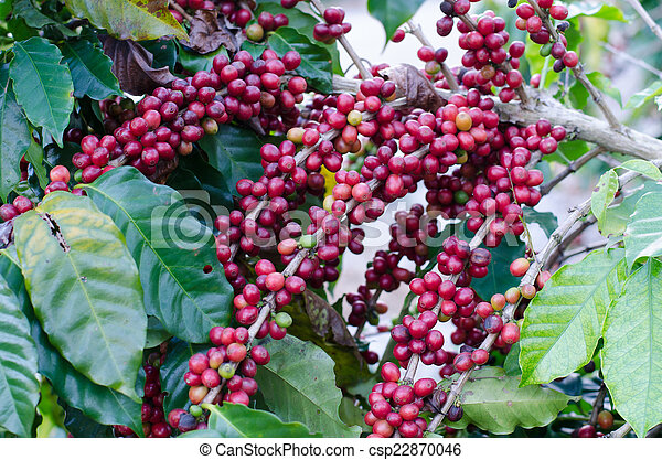 Detail Coffee Bean Tree Images Nomer 8