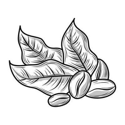 Detail Coffee Bean Vector Free Nomer 23