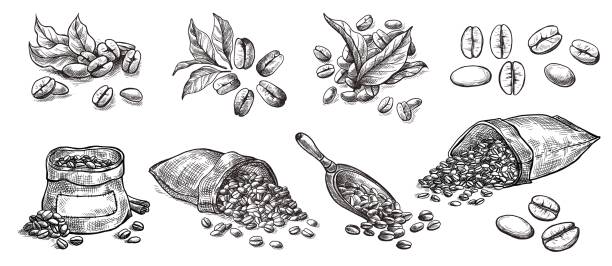 Detail Coffee Bean Vector Free Nomer 44