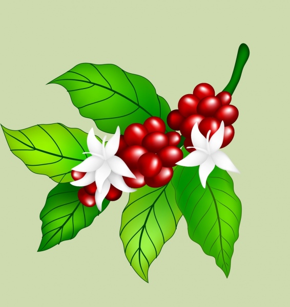 Detail Coffee Bean Vector Free Download Nomer 25