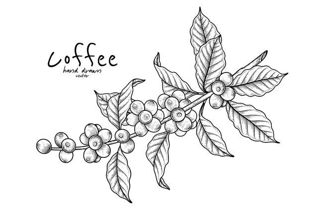 Detail Coffee Bean Vector Free Download Nomer 42