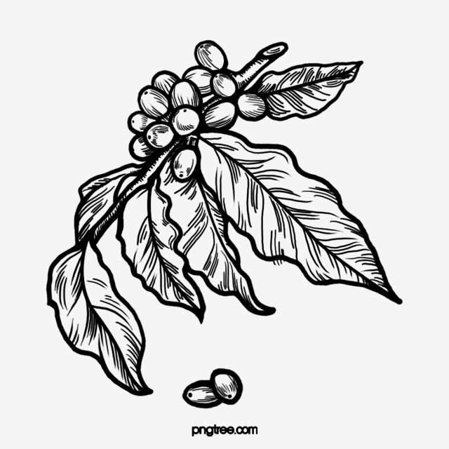 Detail Coffee Beans Clipart Black And White Nomer 30