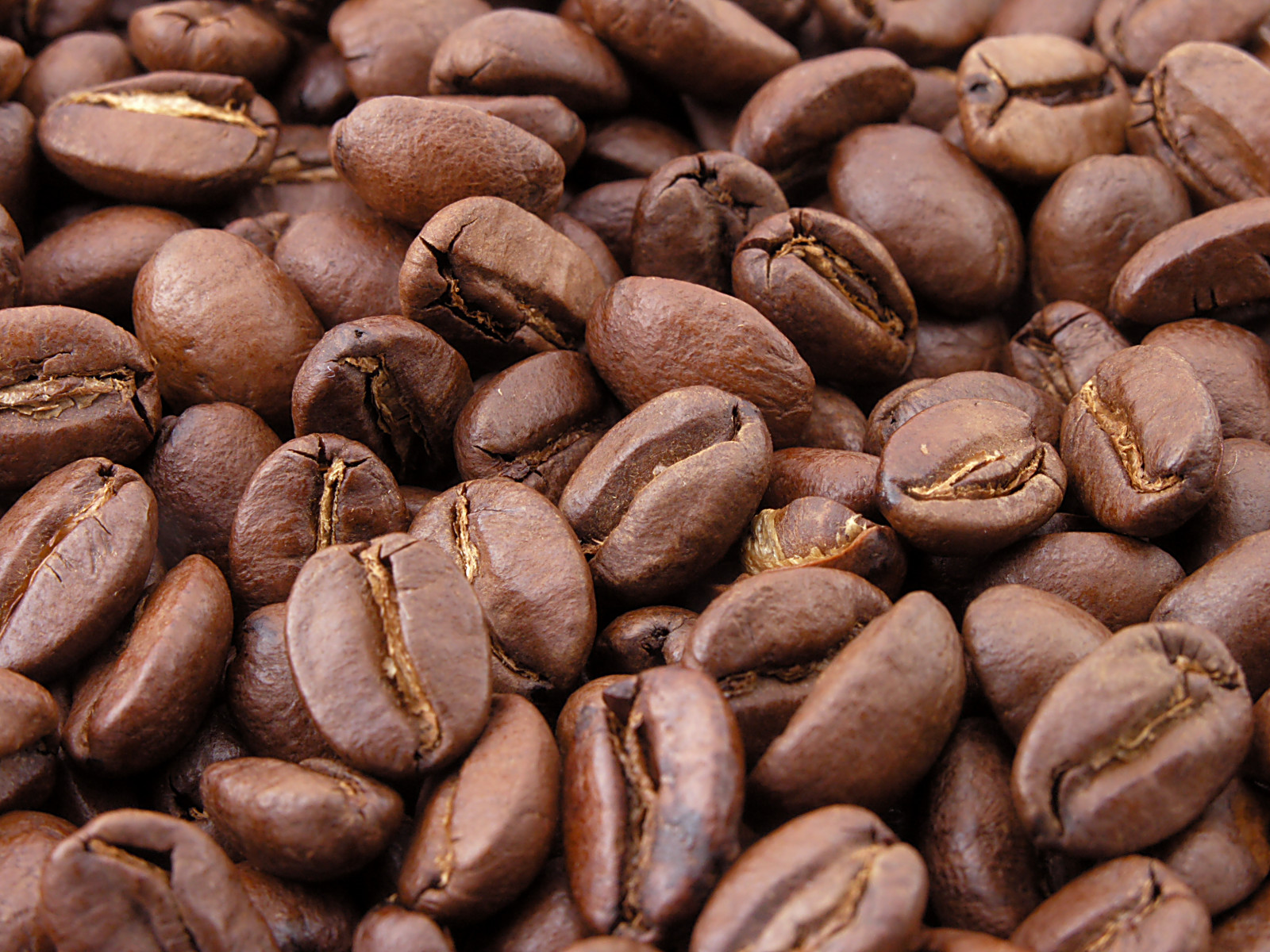 Coffee Beans Picture - KibrisPDR