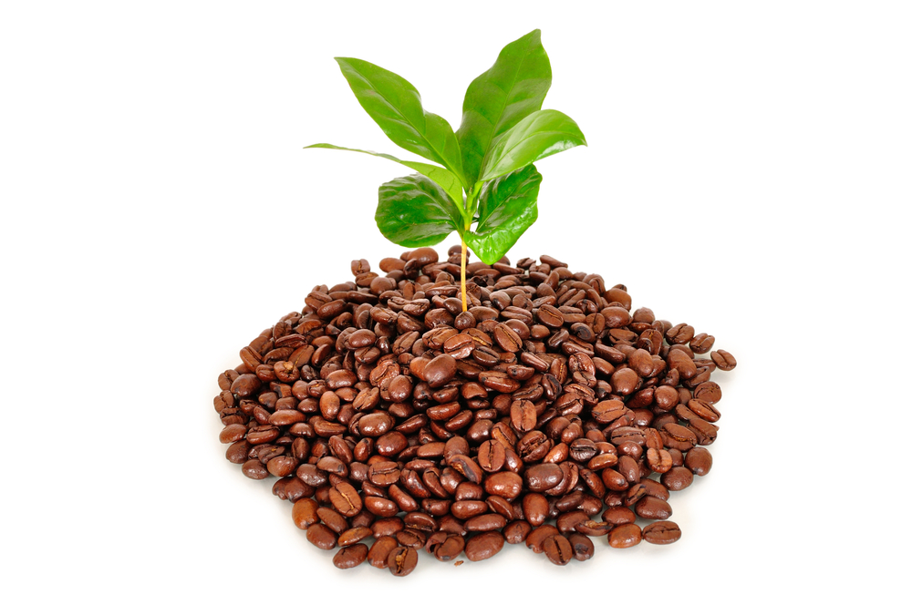 Detail Coffee Beans Plants Pictures Nomer 16