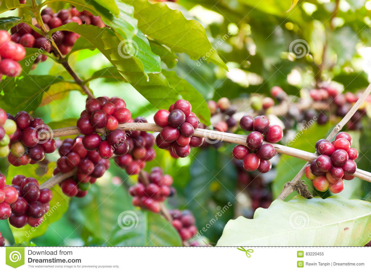 Detail Coffee Beans Plants Pictures Nomer 46