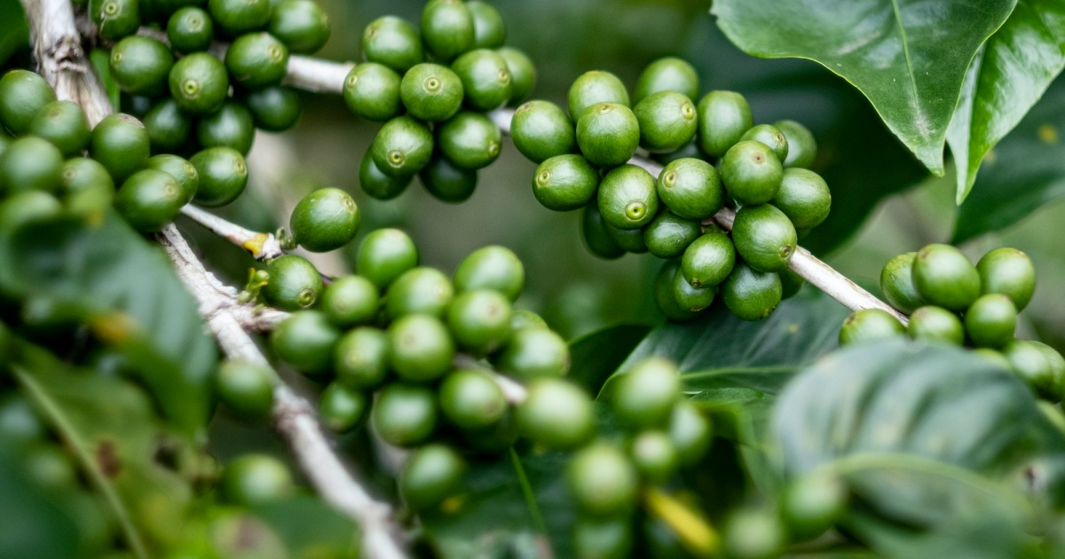 Detail Coffee Beans Plants Pictures Nomer 49