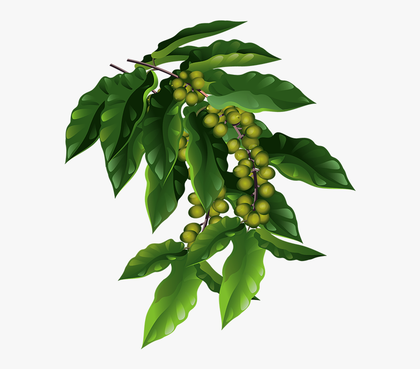 Coffee Plant Png - KibrisPDR