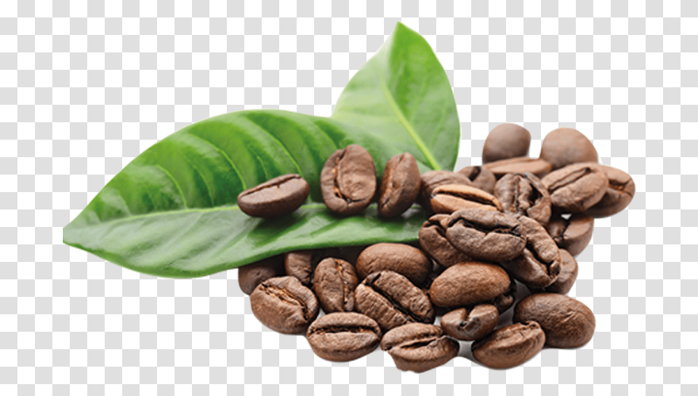 Detail Coffee Plant Png Nomer 47