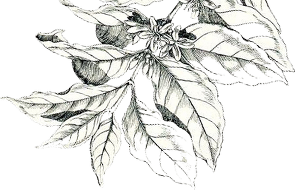 Detail Coffee Plant Png Nomer 49