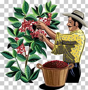Detail Coffee Plant Png Nomer 54