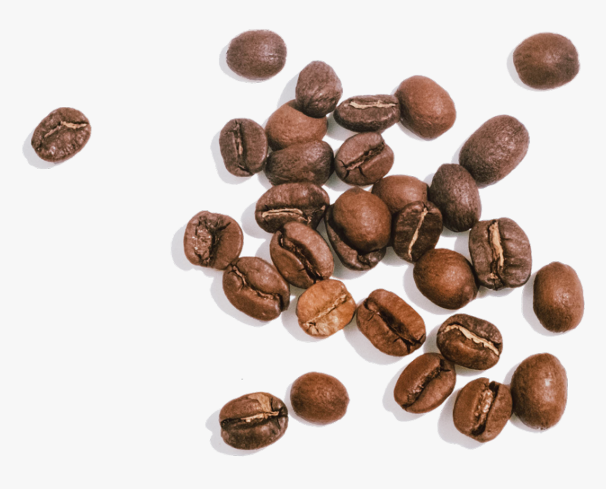 Detail Coffee Seed Png Nomer 20