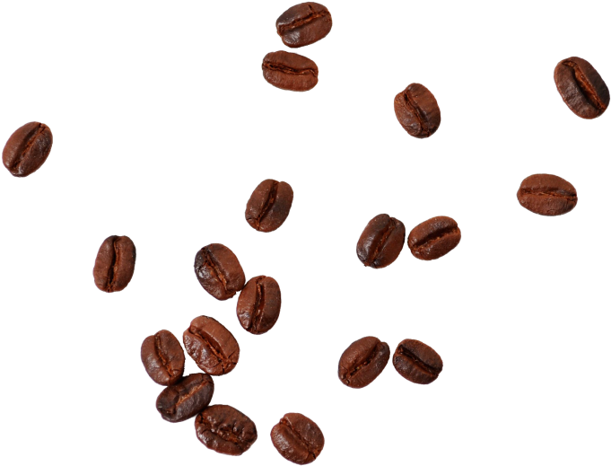 Detail Coffee Seed Png Nomer 21